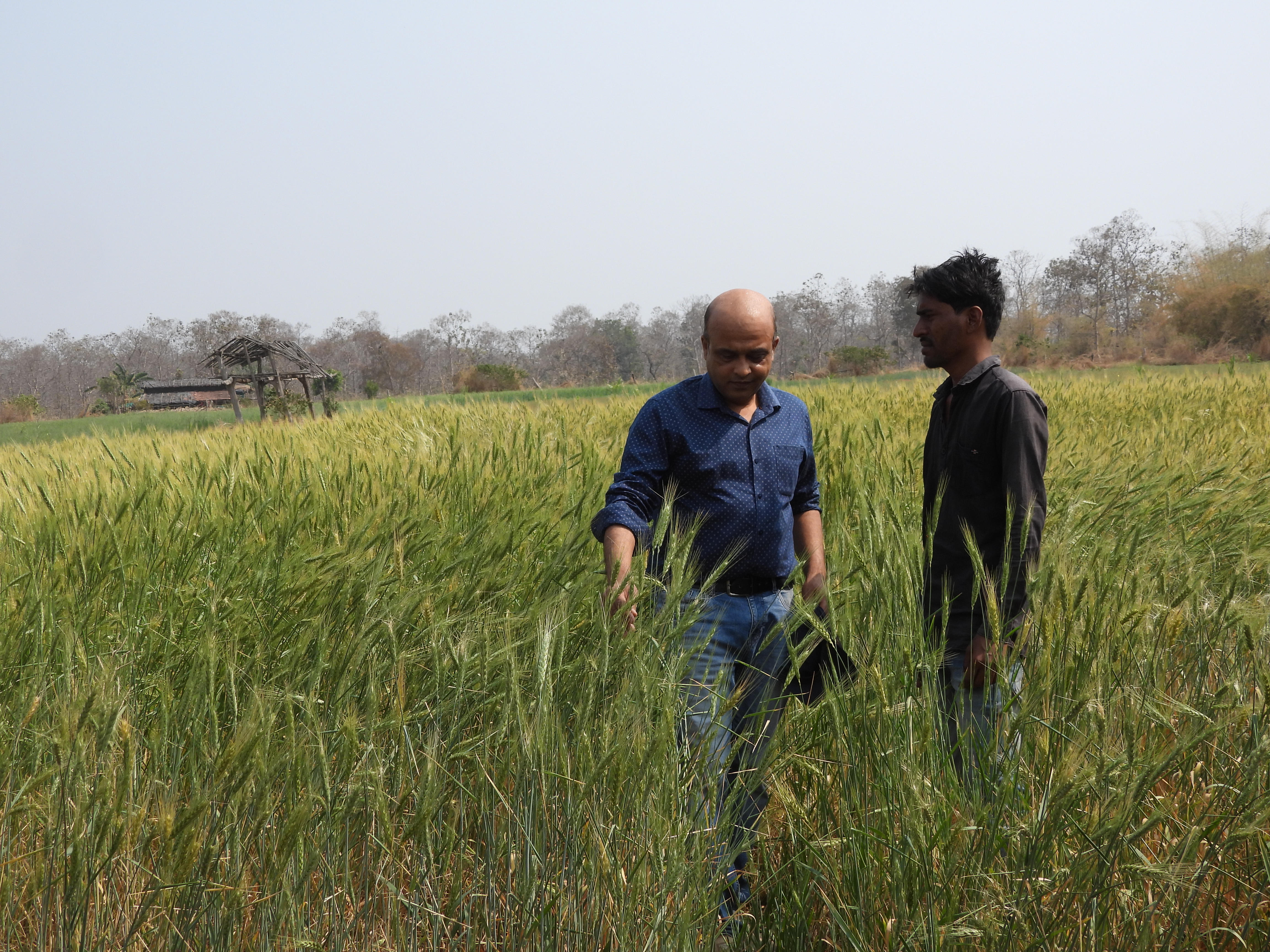 Climate resilient varieties in Sehore
